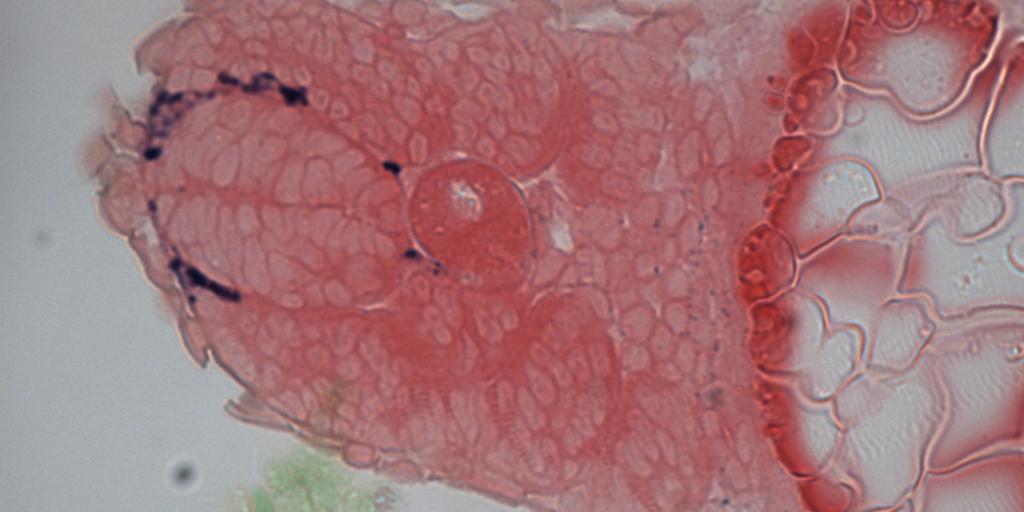 Zebrafish crestin